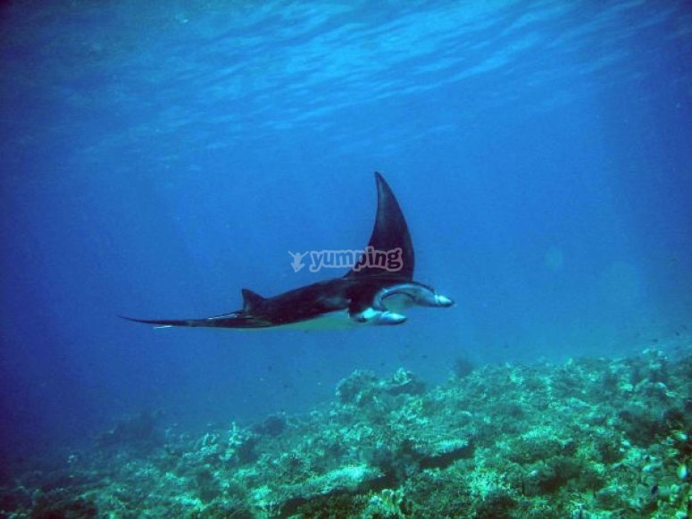 /tb_buceo en bali2.jpg